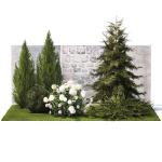 Garden with thuja cypress pine and Hydrangea white bushes 1379