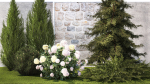 Garden with thuja cypress pine and Hydrangea white bushes 1379
