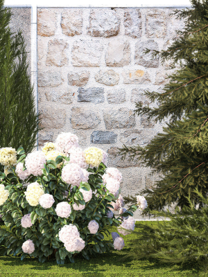 garden-with-thuja-cypress-pine-and-hydrangea-white-bushes-1379-3d-model-a872a1c133