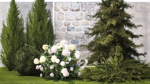 Garden with thuja cypress pine and Hydrangea white bushes 1379