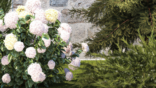 Garden with thuja cypress pine and Hydrangea white bushes 1379