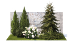 Garden with thuja cypress pine and Hydrangea white bushes 1379