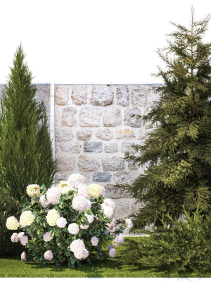 Garden with thuja cypress pine and Hydrangea white bushes 1379