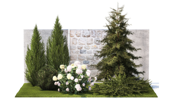 Garden with thuja cypress pine and Hydrangea white bushes 1379