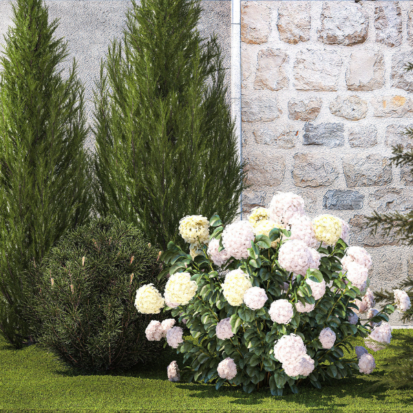 Garden with thuja cypress pine and Hydrangea white bushes 1379