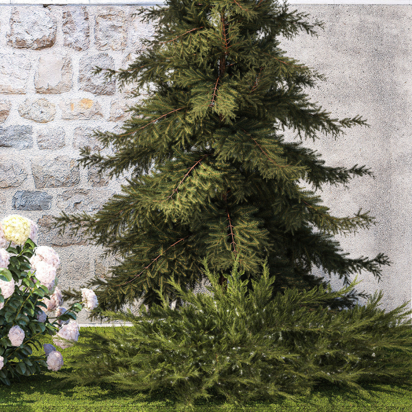 Garden with thuja cypress pine and Hydrangea white bushes 1379