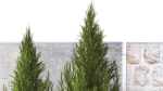 Garden with thuja cypress pine and Hydrangea white bushes 1379