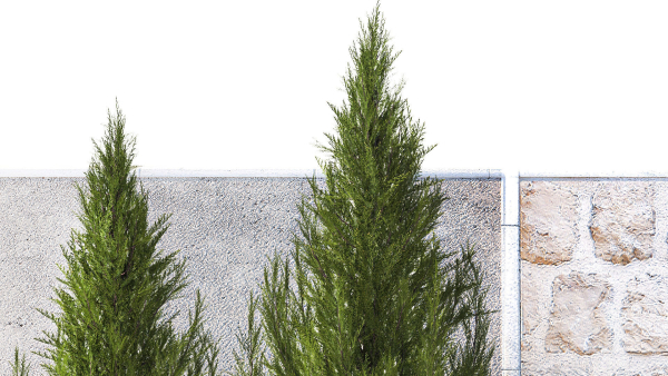 Garden with thuja cypress pine and Hydrangea white bushes 1379