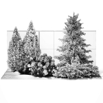 Garden with thuja cypress pine and Hydrangea white bushes 1379