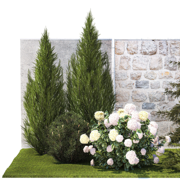Garden with thuja cypress pine and Hydrangea white bushes 1379