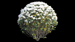Gardenia angustifolia merr 09