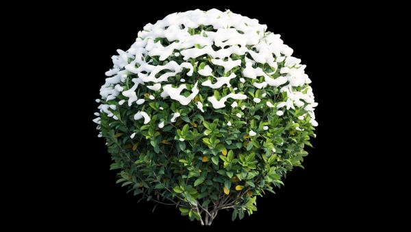 Gardenia angustifolia merr 09