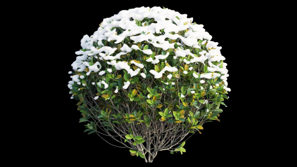 Gardenia angustifolia merr 09