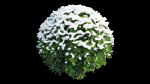 Gardenia angustifolia merr 09
