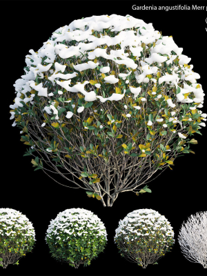 gardenia-angustifolia-merr-09-3d-model-ce2841cf64