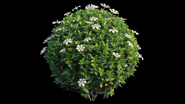 Gardenia angustifolia Merr plant set 11