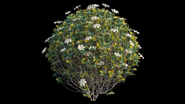 Gardenia angustifolia Merr plant set 11