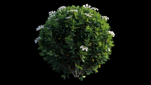 Gardenia angustifolia Merr plant set 11