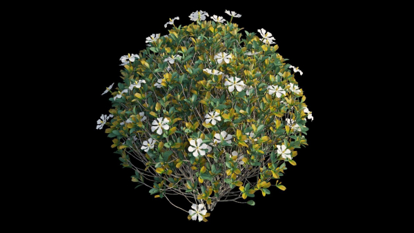 Gardenia angustifolia Merr plant set 11