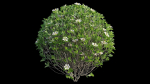 Gardenia angustifolia Merr plant set 11