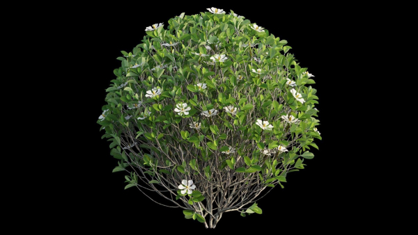 Gardenia angustifolia Merr plant set 11