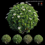 Gardenia angustifolia Merr plant set 11
