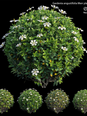 Gardenia angustifolia Merr plant set 11