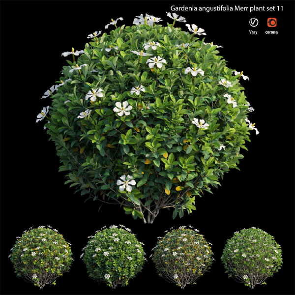 Gardenia angustifolia Merr plant set 11