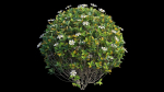 Gardenia angustifolia Merr plant set 11