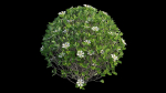 Gardenia angustifolia Merr plant set 11