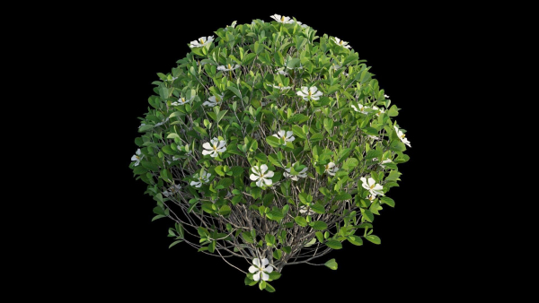 Gardenia angustifolia Merr plant set 11