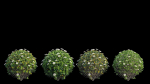 Gardenia angustifolia Merr plant set 11