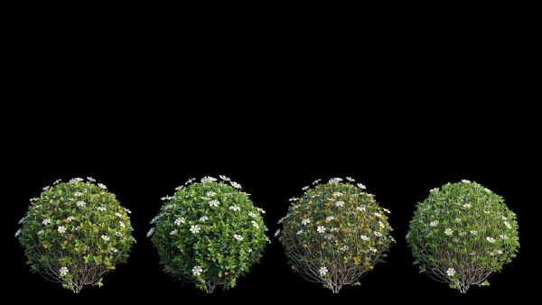 Gardenia angustifolia Merr plant set 11