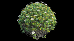 Gardenia angustifolia Merr plant set 11