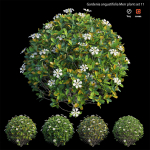 Gardenia angustifolia Merr plant set 11