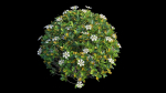 Gardenia angustifolia Merr plant set 11
