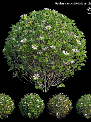 gardenia-angustifolia-merr-plant-set-11-3d-model-efd04a7b6e
