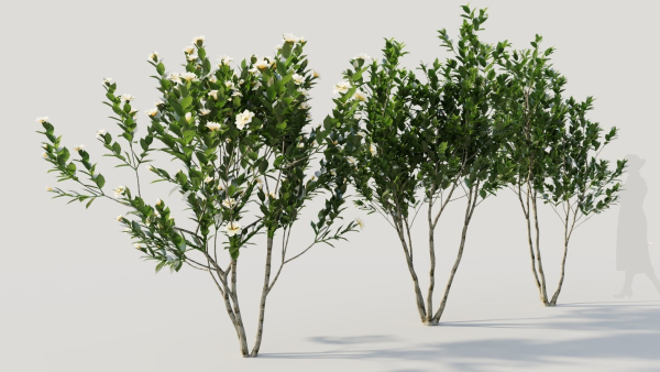 Gardenia jasminoides a