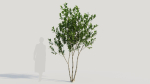 Gardenia jasminoides a