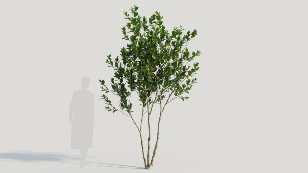 Gardenia jasminoides a
