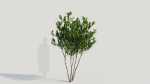 Gardenia jasminoides a
