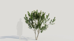 Gardenia jasminoides a