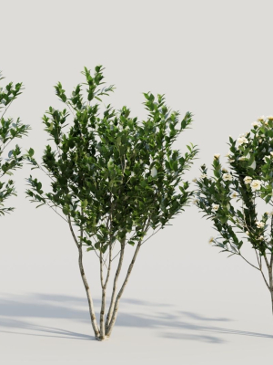 Gardenia jasminoides a