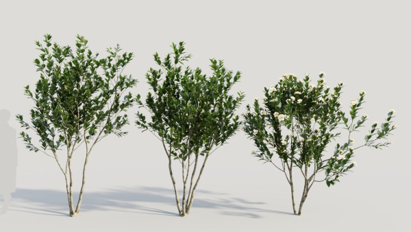 Gardenia jasminoides a