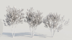 Gardenia jasminoides a