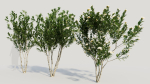 Gardenia jasminoides a