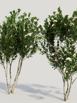 gardenia-jasminoides-a-3d-model-b5eb9c47be