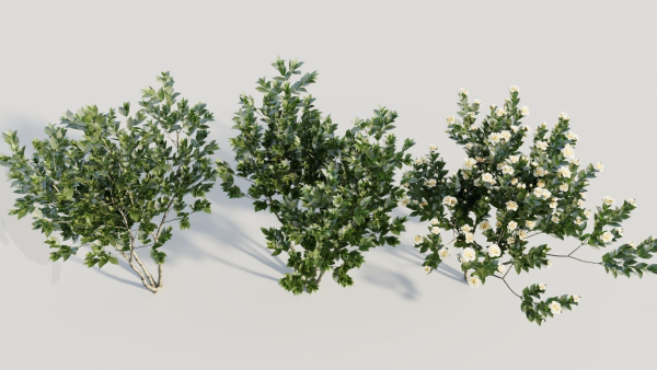 Gardenia jasminoides a