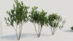 Gardenia jasminoides a