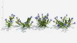 Gentiana Flower
